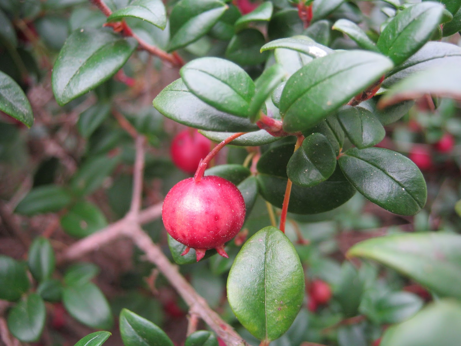 lynwaho New Zealand cranberry