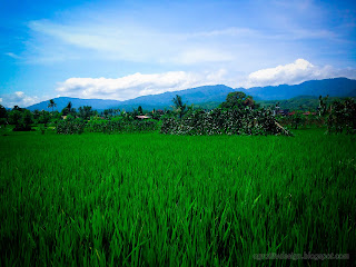 Rice Fields And Hills Of Rural Fields Scenery At Ringdikit Village, North Bali, Indonesia