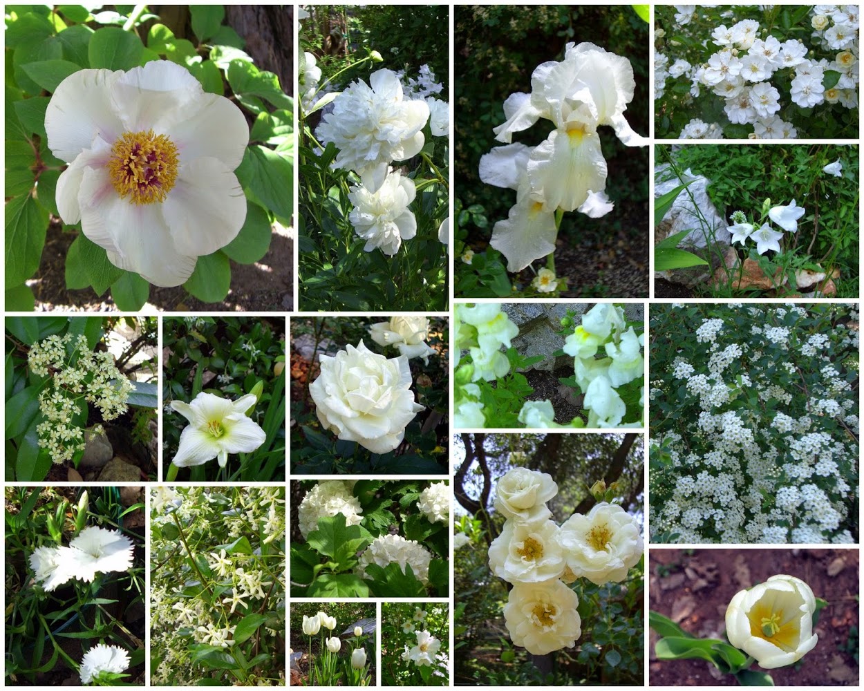 White Garden 2009