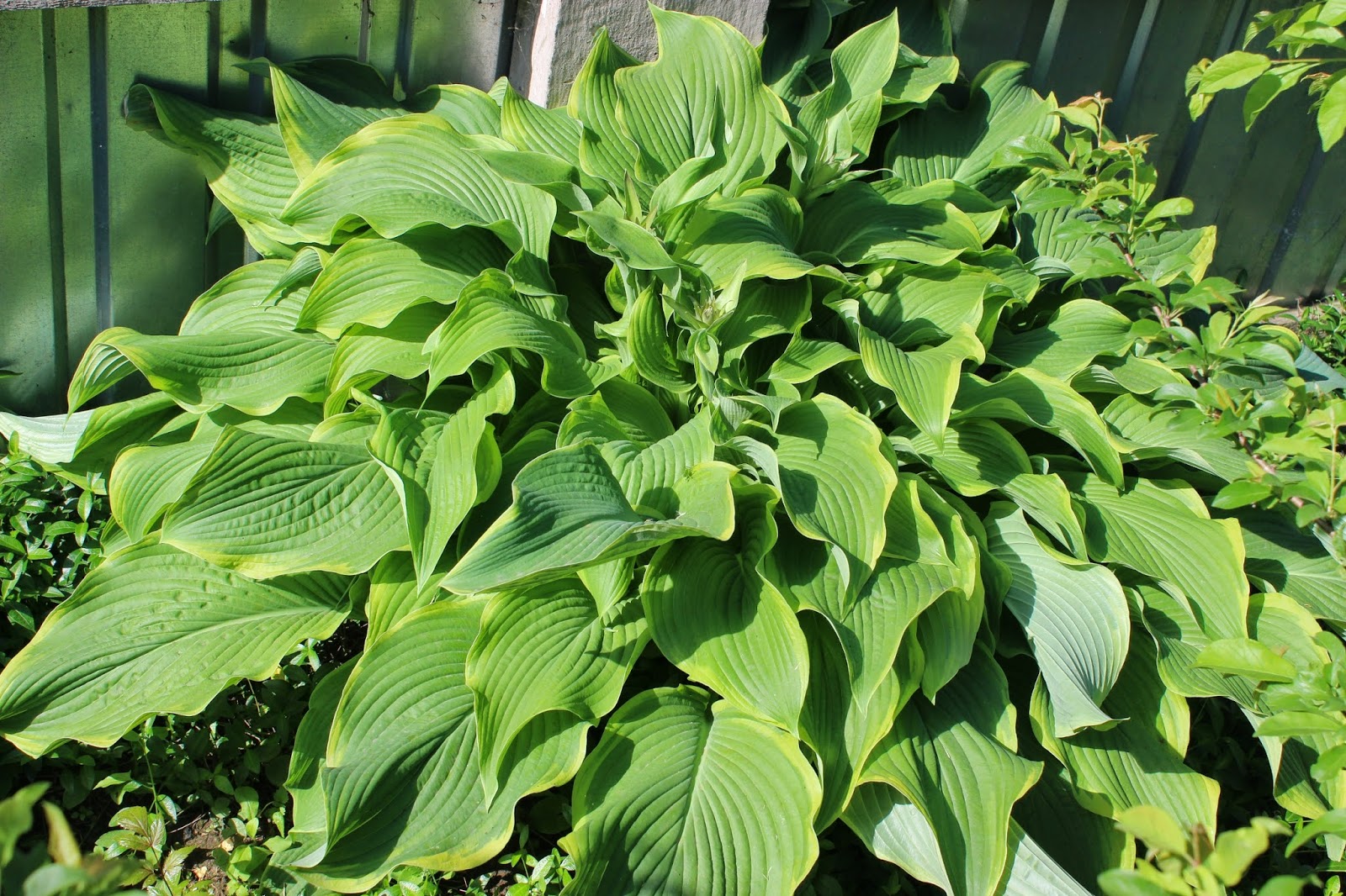 Хоста альпийская нана. Хоста монтана ауреа моргината. Хоста зибольда. Осадки хоста. Хоста дэб э грин.