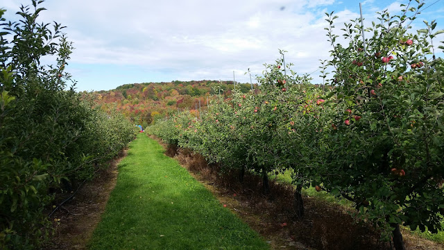 December Picture Post-A-Thon Continues:  Fall 2016 Apple Picking --How Did I Get Here? My Amazing Genealogy Journey