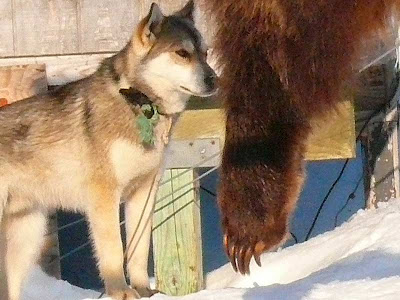 Rumah Dari Es Orang Eskimo Adalah - Bukalah r