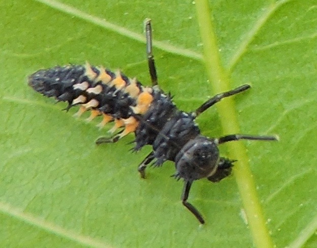 asian lady beetles larva Asian lady beetles larva