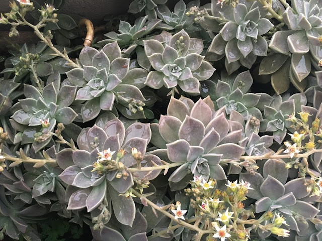 Planta-Fantasma (Graptopetalum paraguayense)