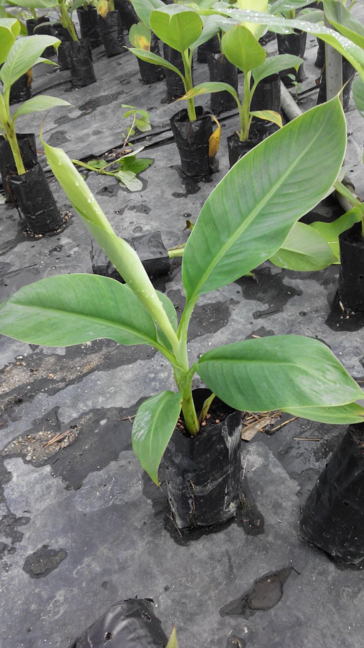 Urban Garden Banana Seedling for Sale