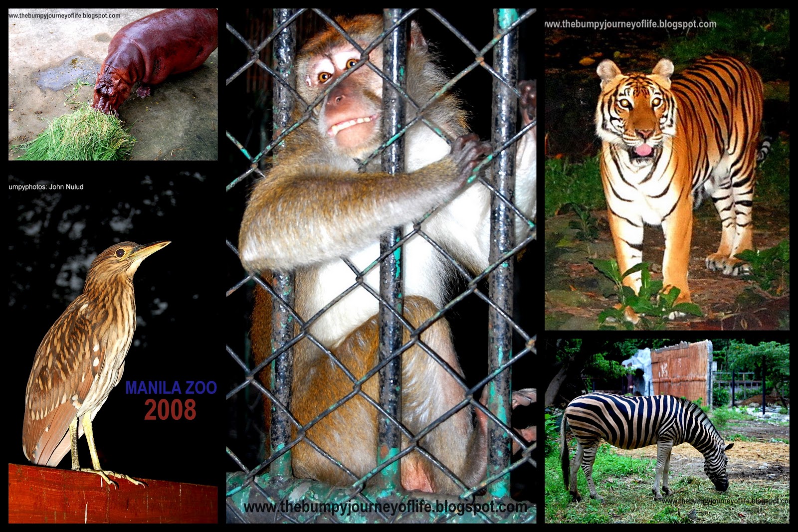 the bumpy journey of life Manila Zoo Revisited