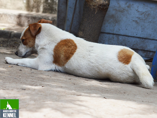 Criadero de Jack Russell Terrier Aguer Hunter