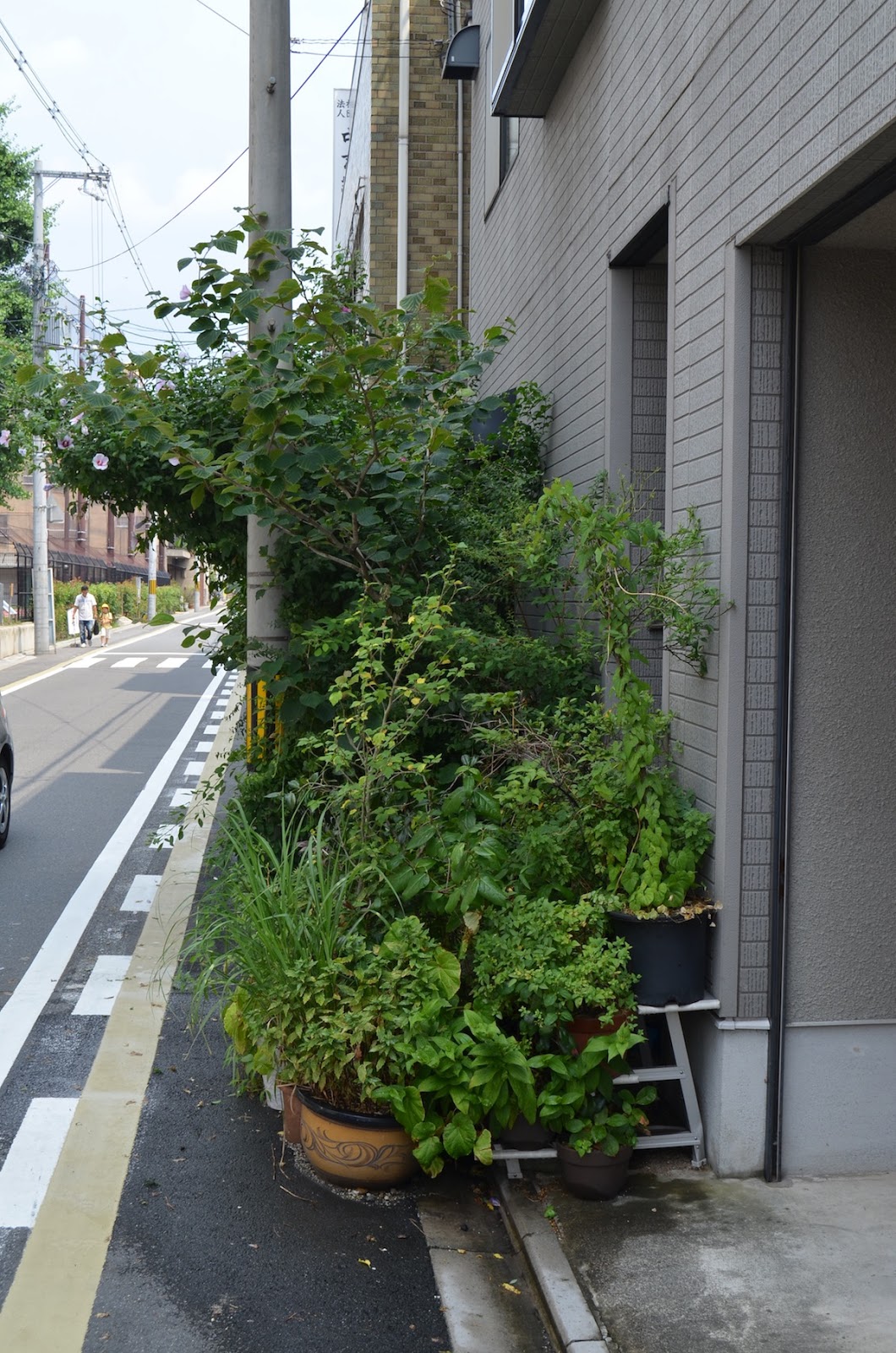 Noel's Garden Blog: A hard look at the Japanese garden - Part One