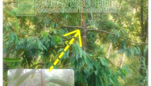Tundan Kebun Bibit Siap Melayani...