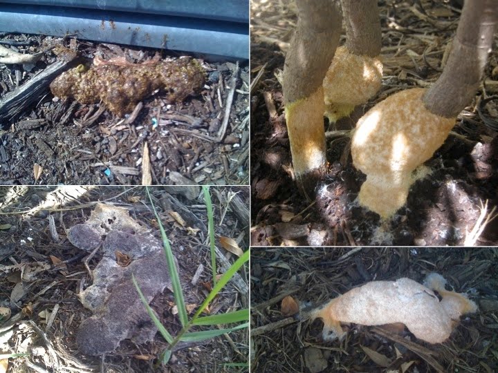 Commercial Connection Is that Dog Vomit on the Mulch?