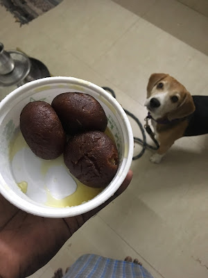 Makkan peda from Original Ambur Biriyani in a box. A beagle dog staring at it.