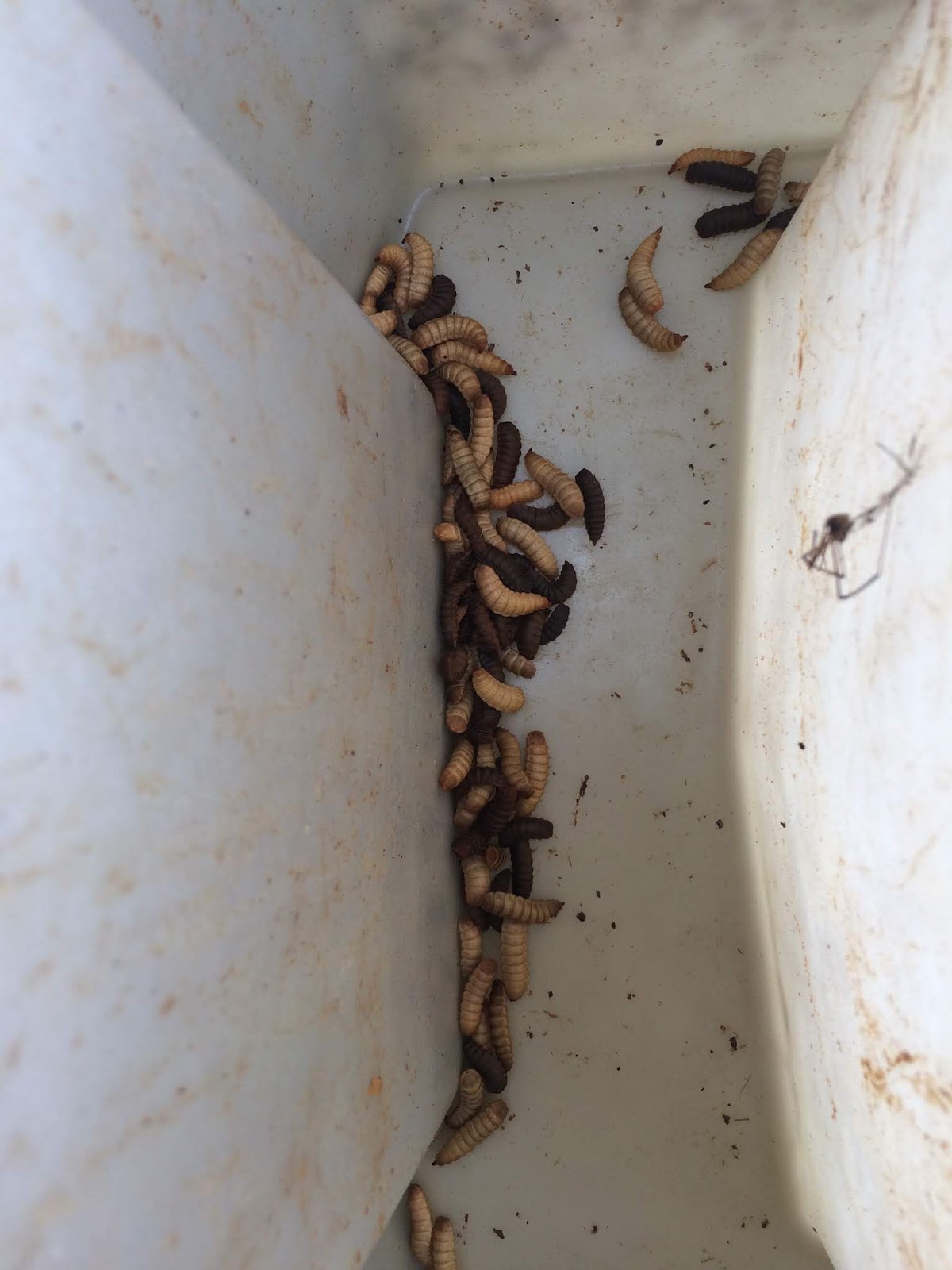 We Love Texas: Grubs