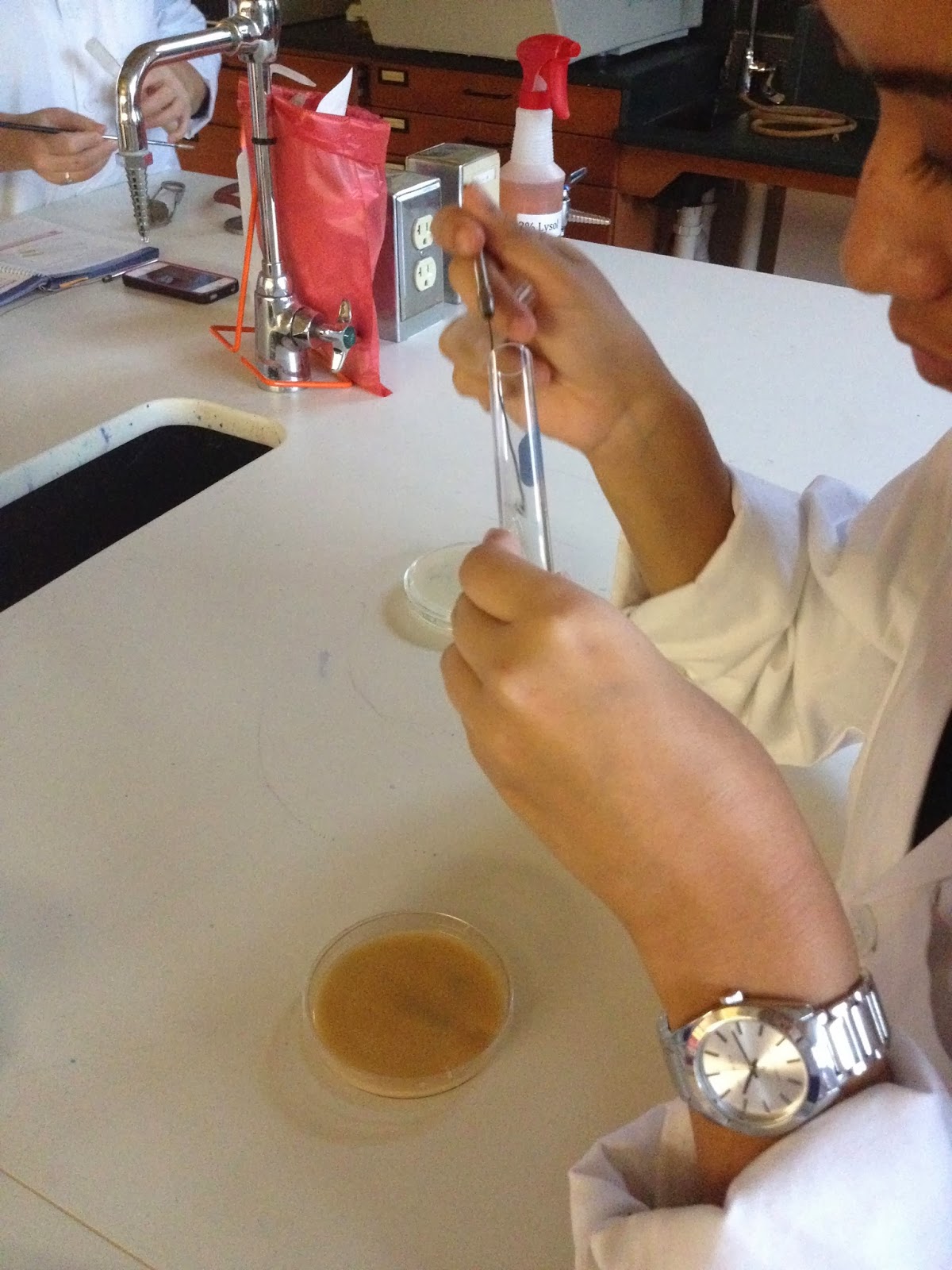 gram negative bacteria in gelatin hydrolysis test gram negative bacteria in gelatin hydrolysis test