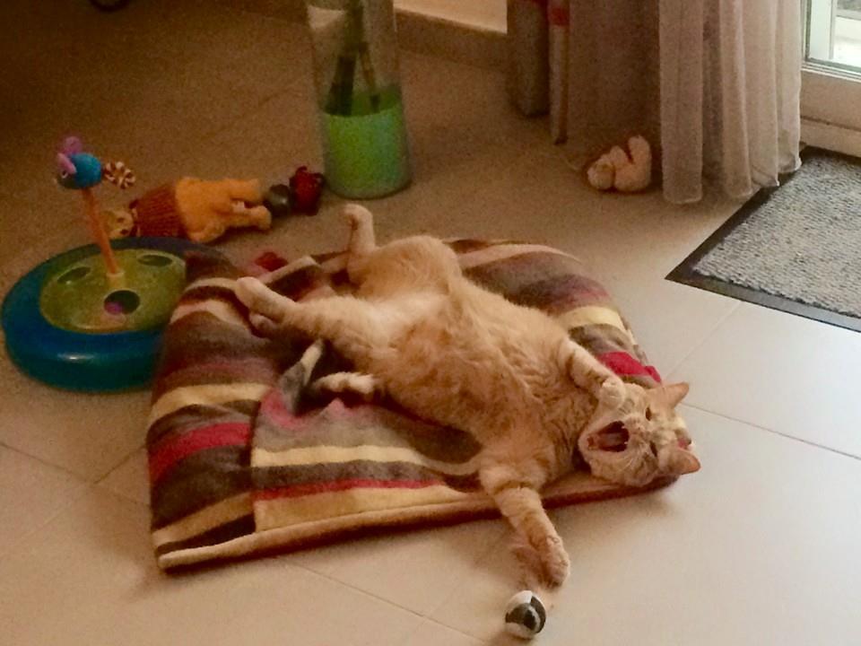 Pourquoi Le Chat Patoune Avant De Se Coucher Tu Peux Pas Comprendre, T'es Pas Un Chat : #TPPCTPUC : Toutes les