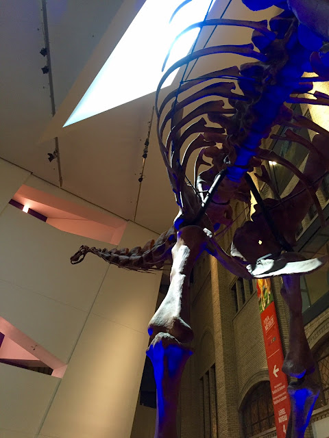 dinosaur skeleton royal ontario museum