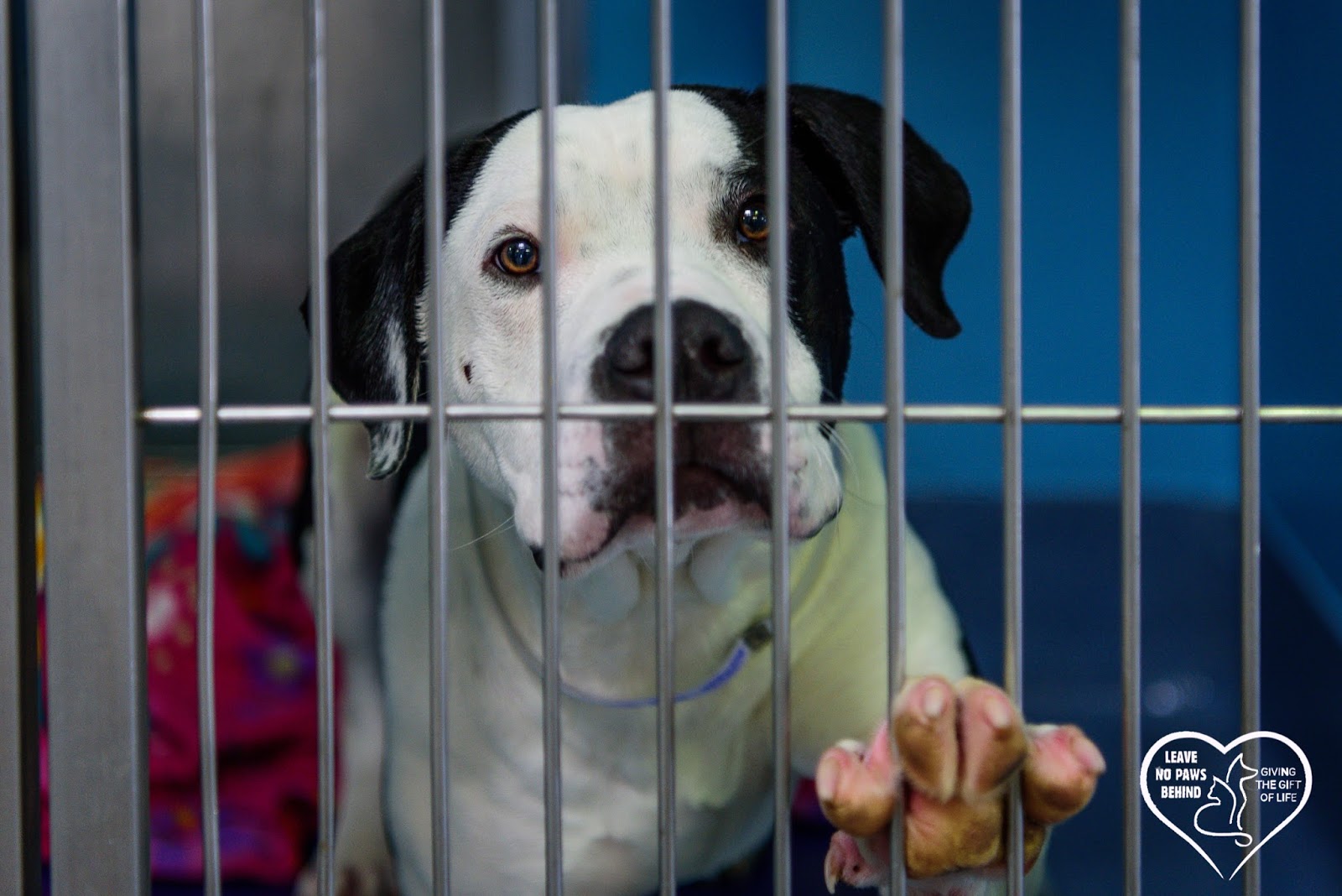 Baldwin Park Shelter Animals Available As Of 522018