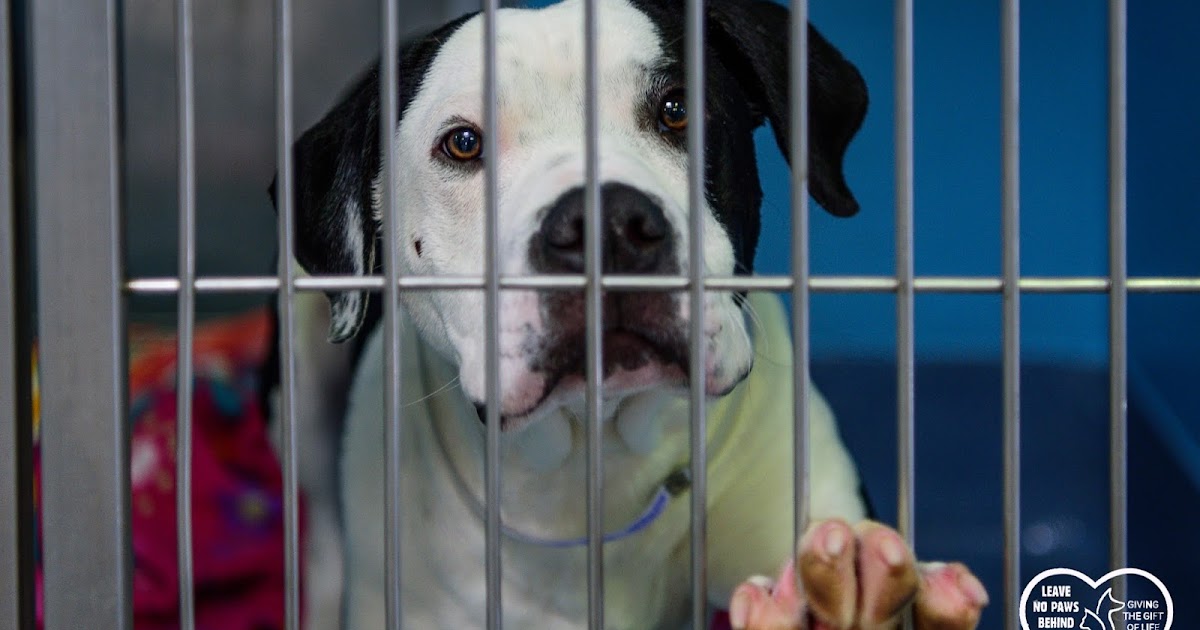 Baldwin Park Shelter Animals Available As Of 522018