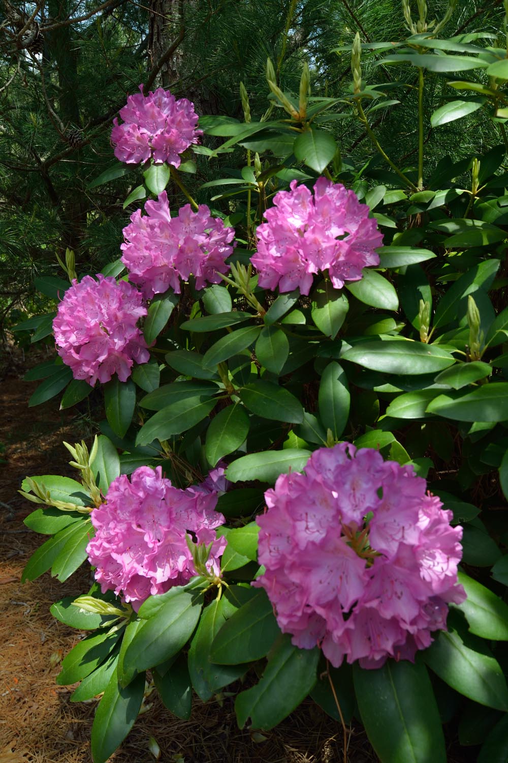 The Amazing Life: Cape Cod Spring 2013