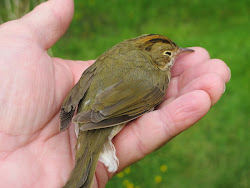 injured bird walking dog clearly flopping saw while around today
