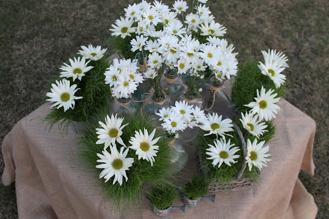 daisies in grass