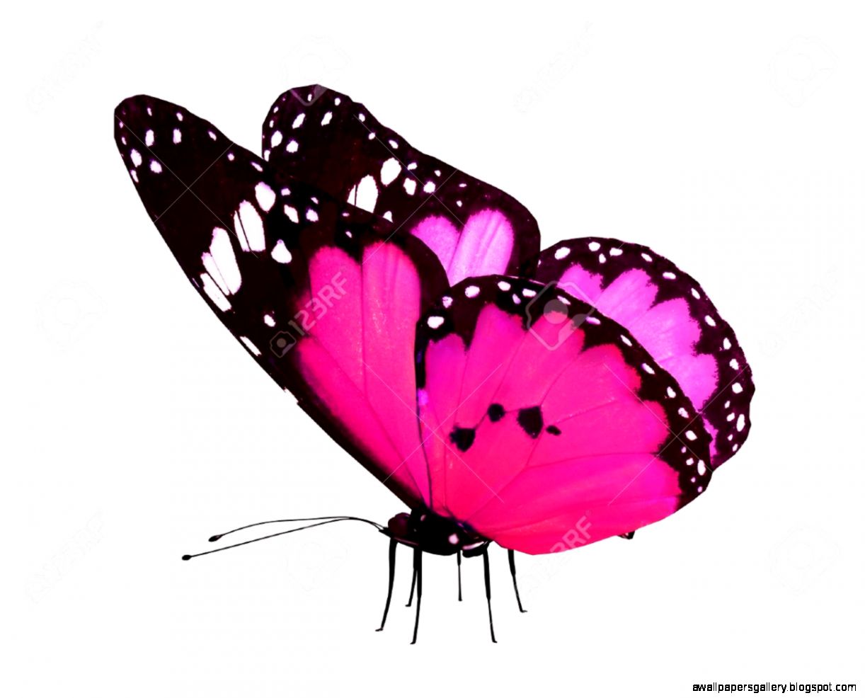 Images Of Pink Butterflies Wallpapers Gallery