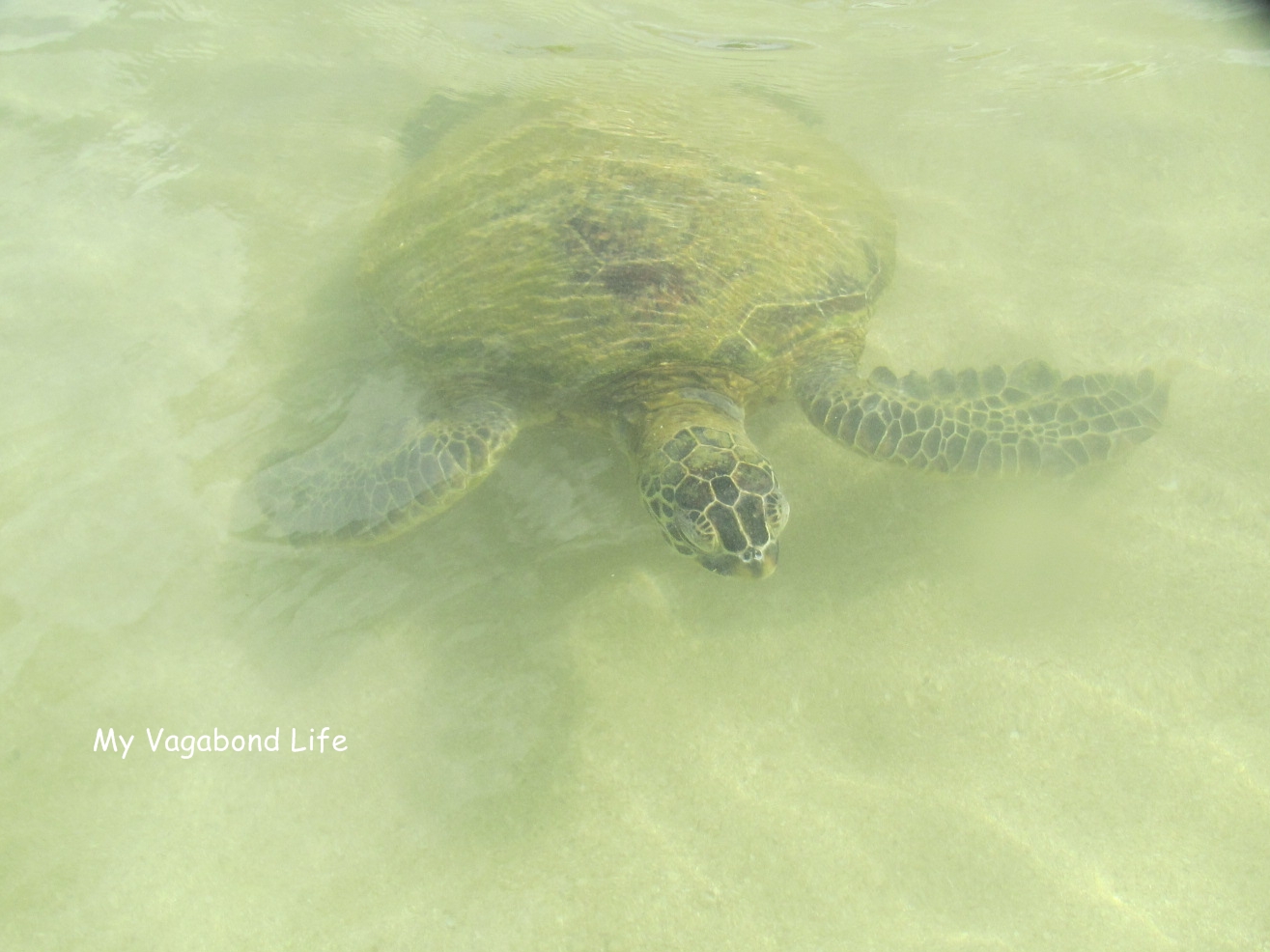 My Vagabond Life Ko Olina Beach
