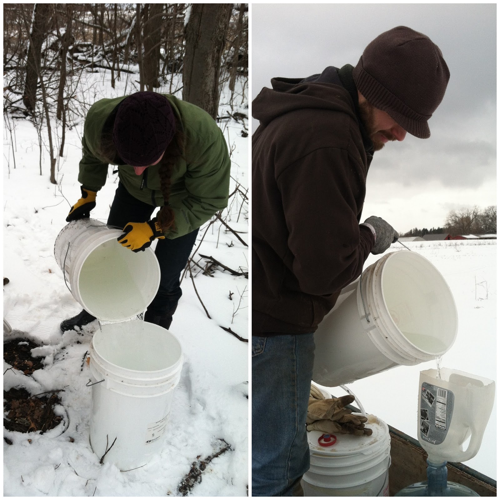 harvest this field Maple Syrup