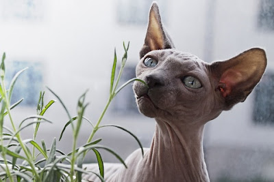 alt="gato investigando una planta, la cual puede ser mortal"