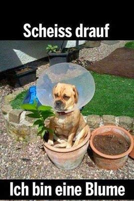 Dies und Das: Scheiss drauf, ich bin eine Blume