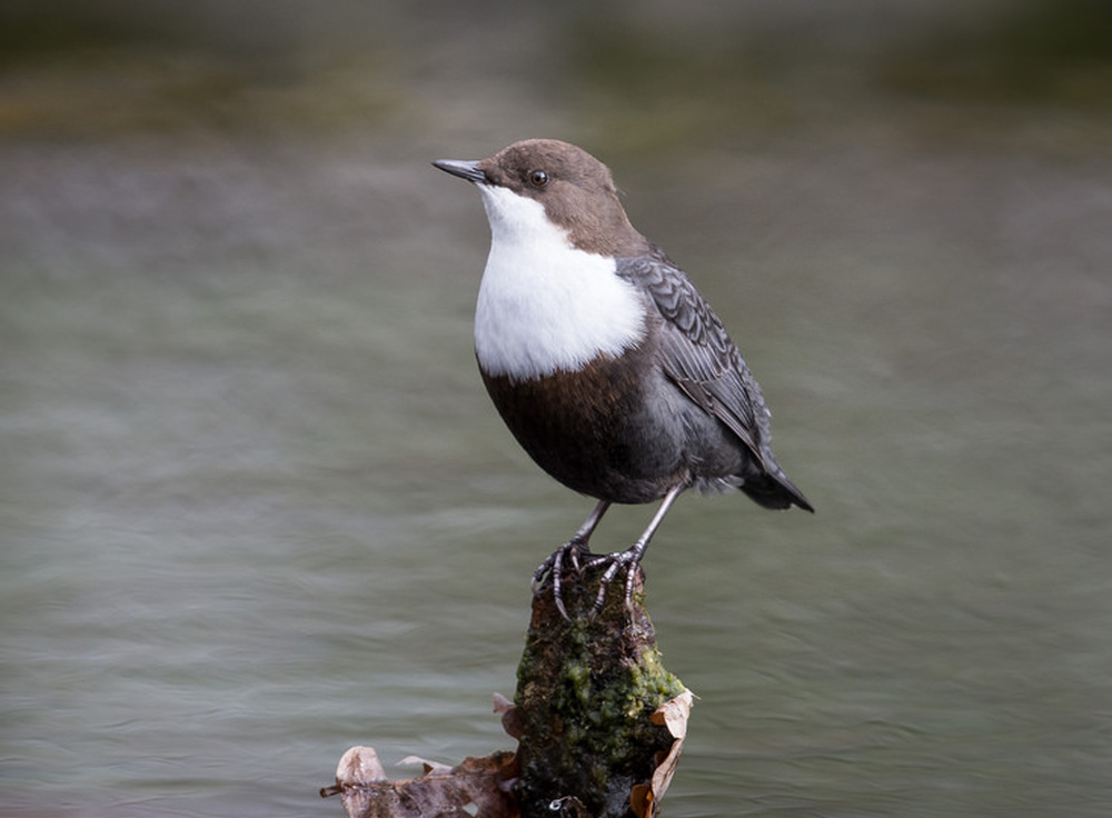 Prometheus in Aspic Hooptedoodle 318 Unfamiliar Birds