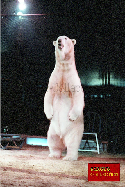Les 9 ours polaire du Ursula Bottcher 
