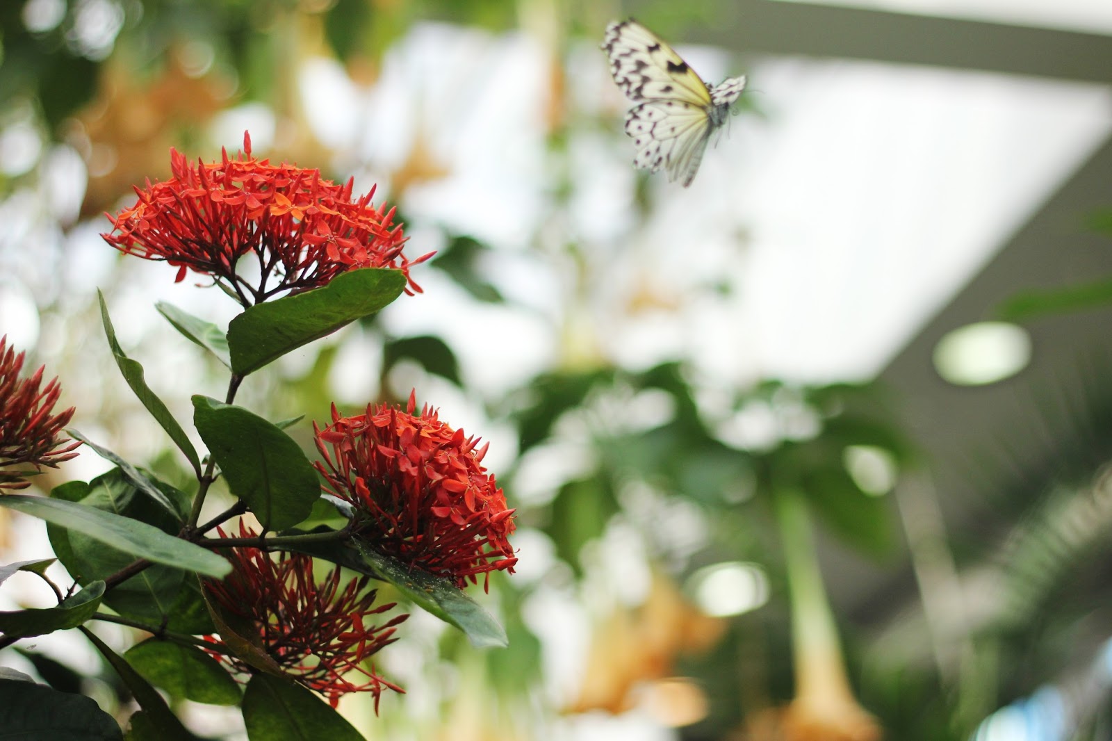 Traveling Light tropical butterfly house