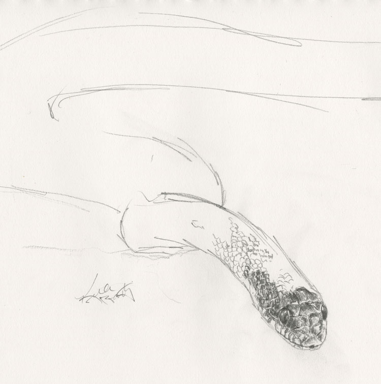 Pencil sketch of a Black Rat Snake (Elaphe obsoleta obsoleta) by Kelly Riccetti