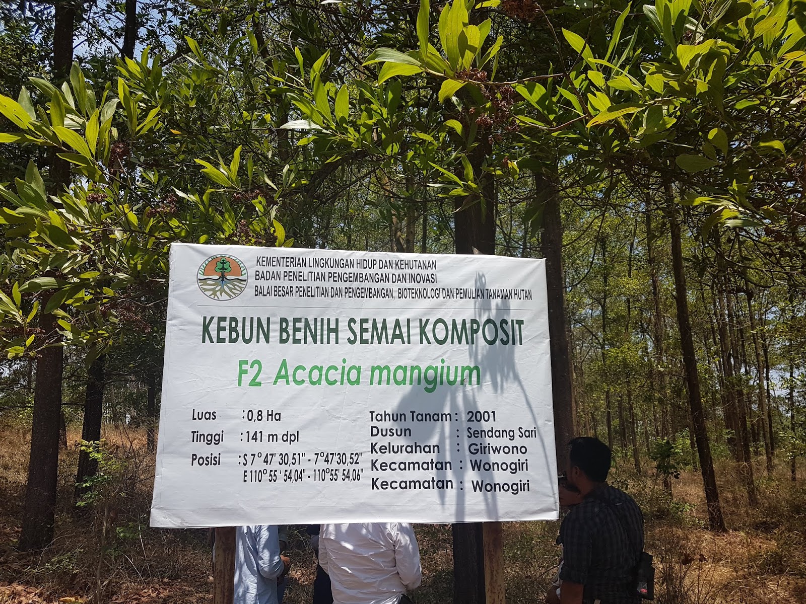 Kebun Benih Semai Komposit Acacia mangium - PLANTER AND FORESTER