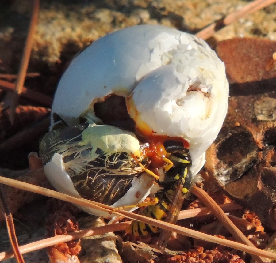 HUEVO DE ESTREPTOPELIA DECAOCTO