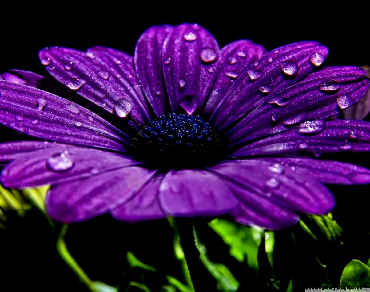 Beautiful Purple Flower HD desktop wallpaper  High Definition