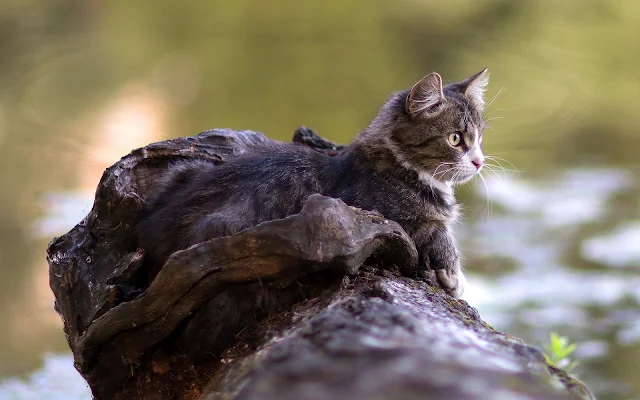 Kat op boomstam