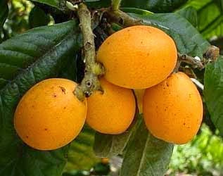 loquat no português - dicionário Inglês-Português