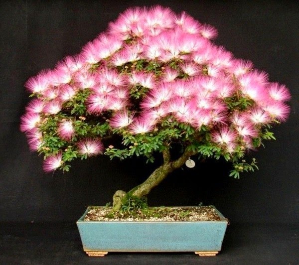 Magnificent bonsai types