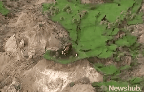 Cows stranded on quake island