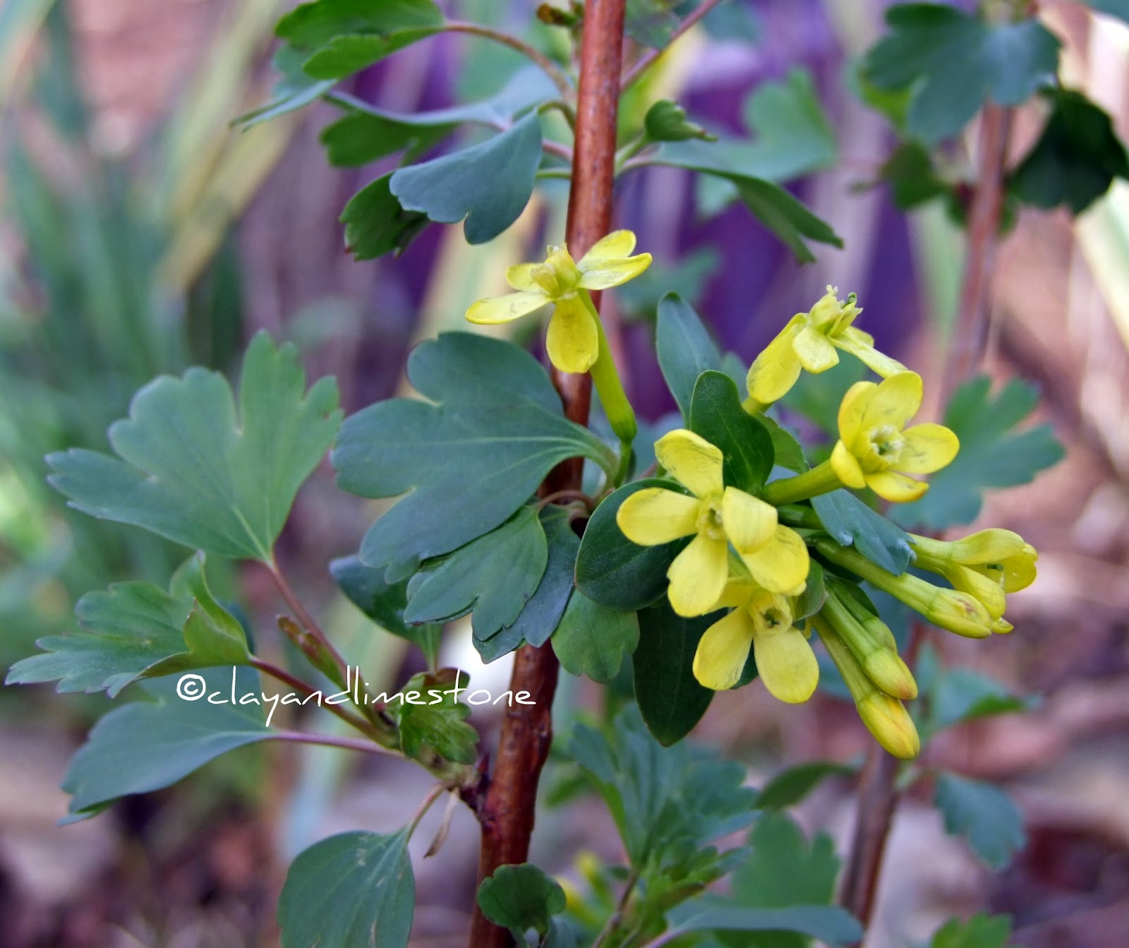 Mahonia Care Guide Uk Growing Tips Upgardener