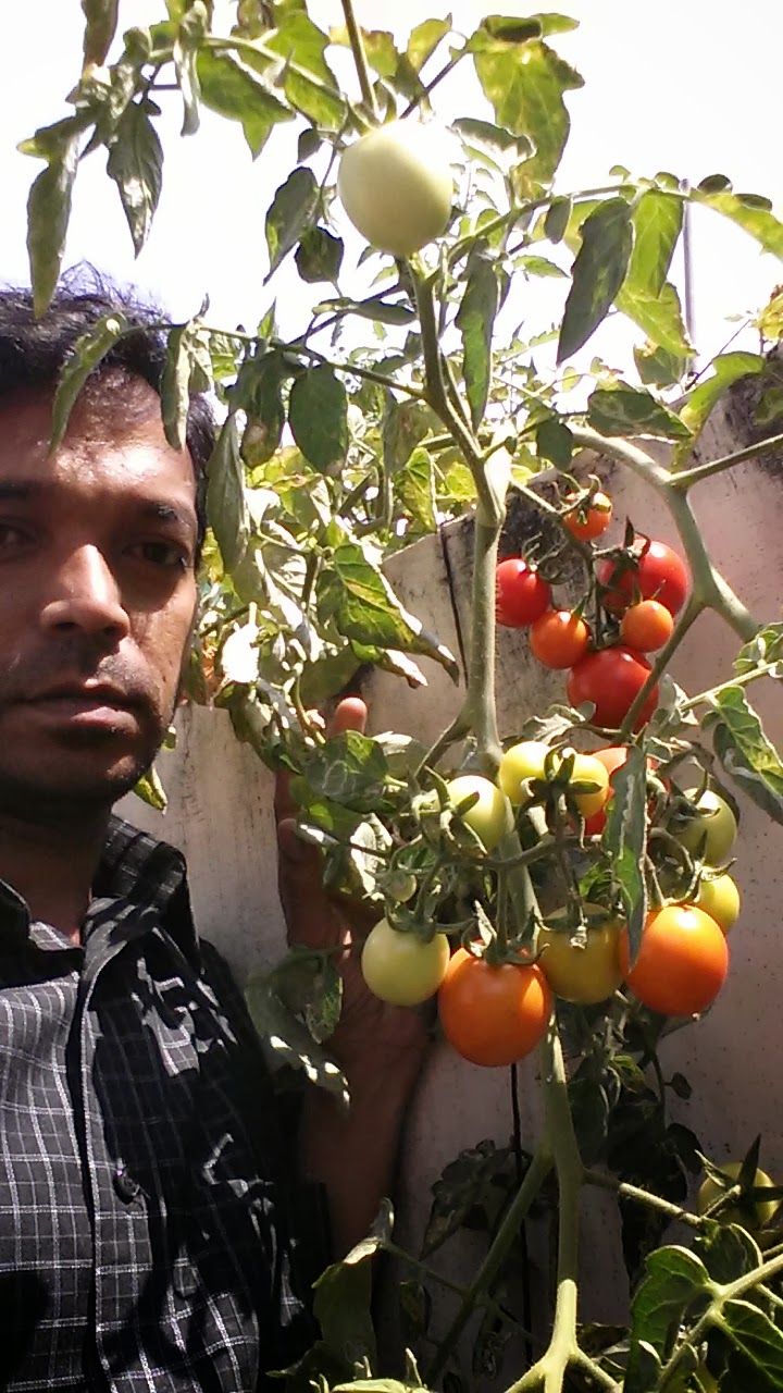 Organic micro farm and vegetable terrace garden : Vegetable garden on