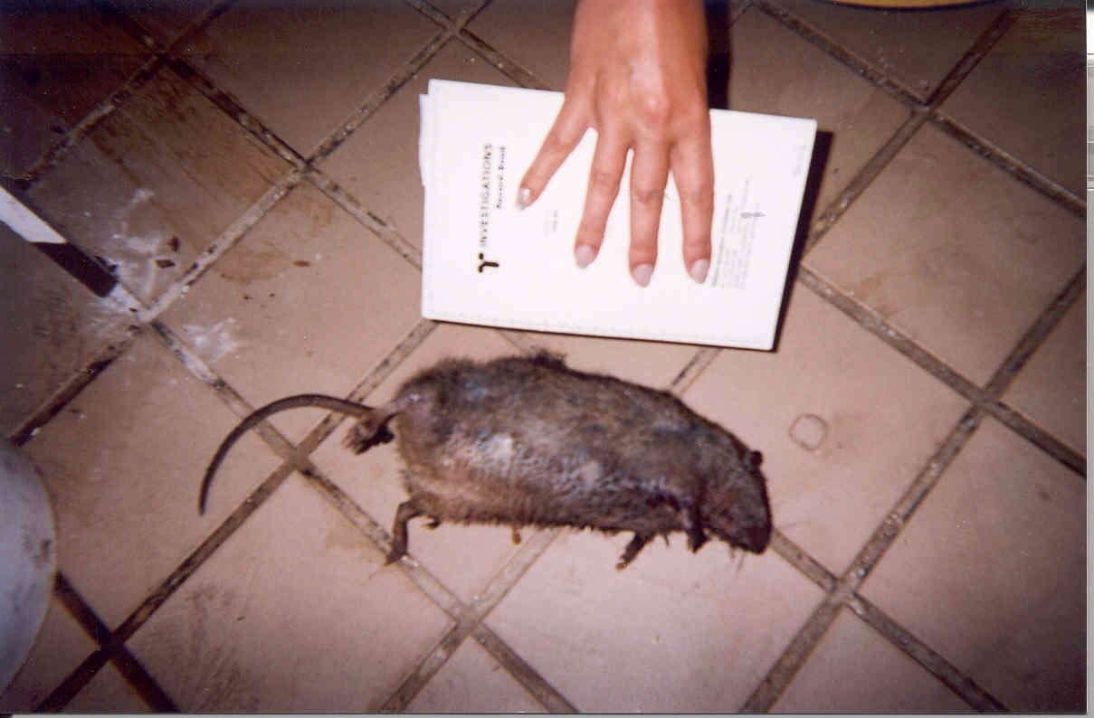Health Inspector's Notebook Plague outbreak in Colorado Can we still