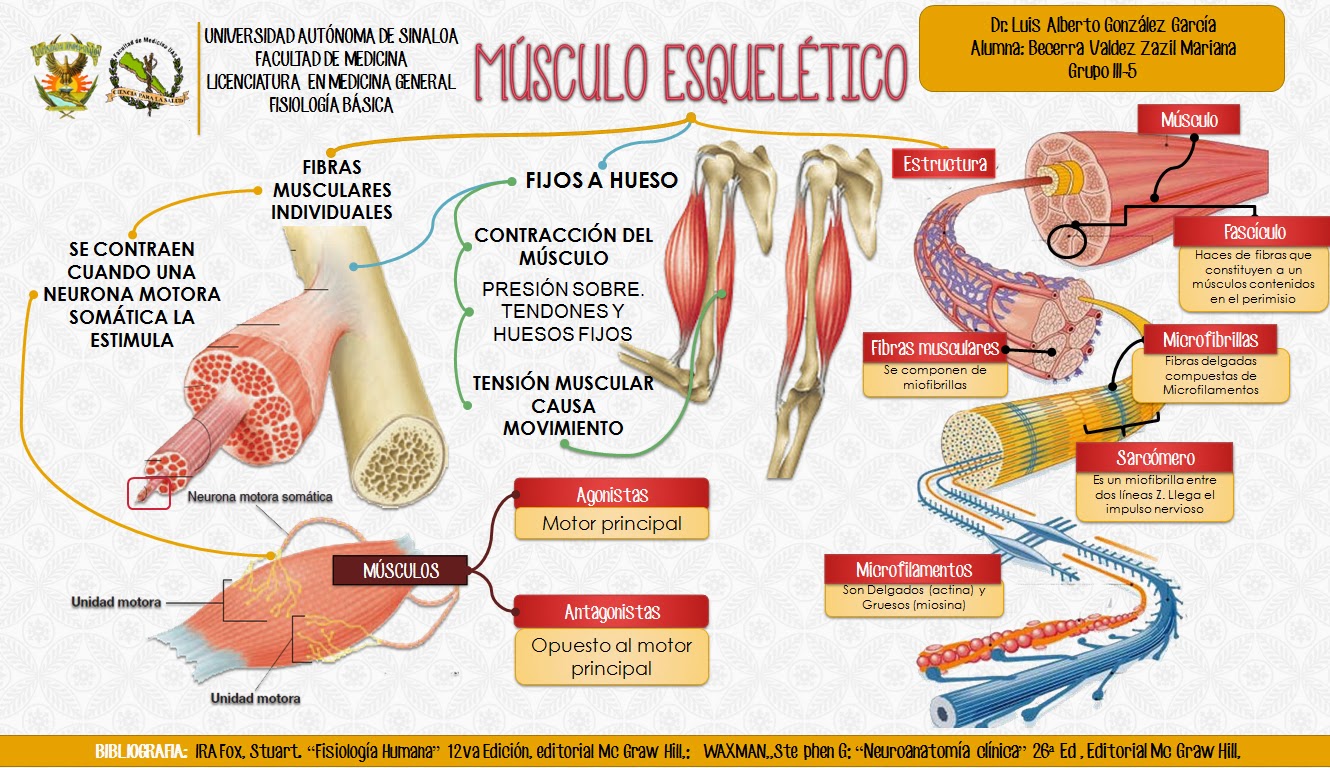 Fisiología Medica: Tarea #18 Músculo Esquelético