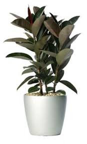 Pollution Control with Ficus Plant