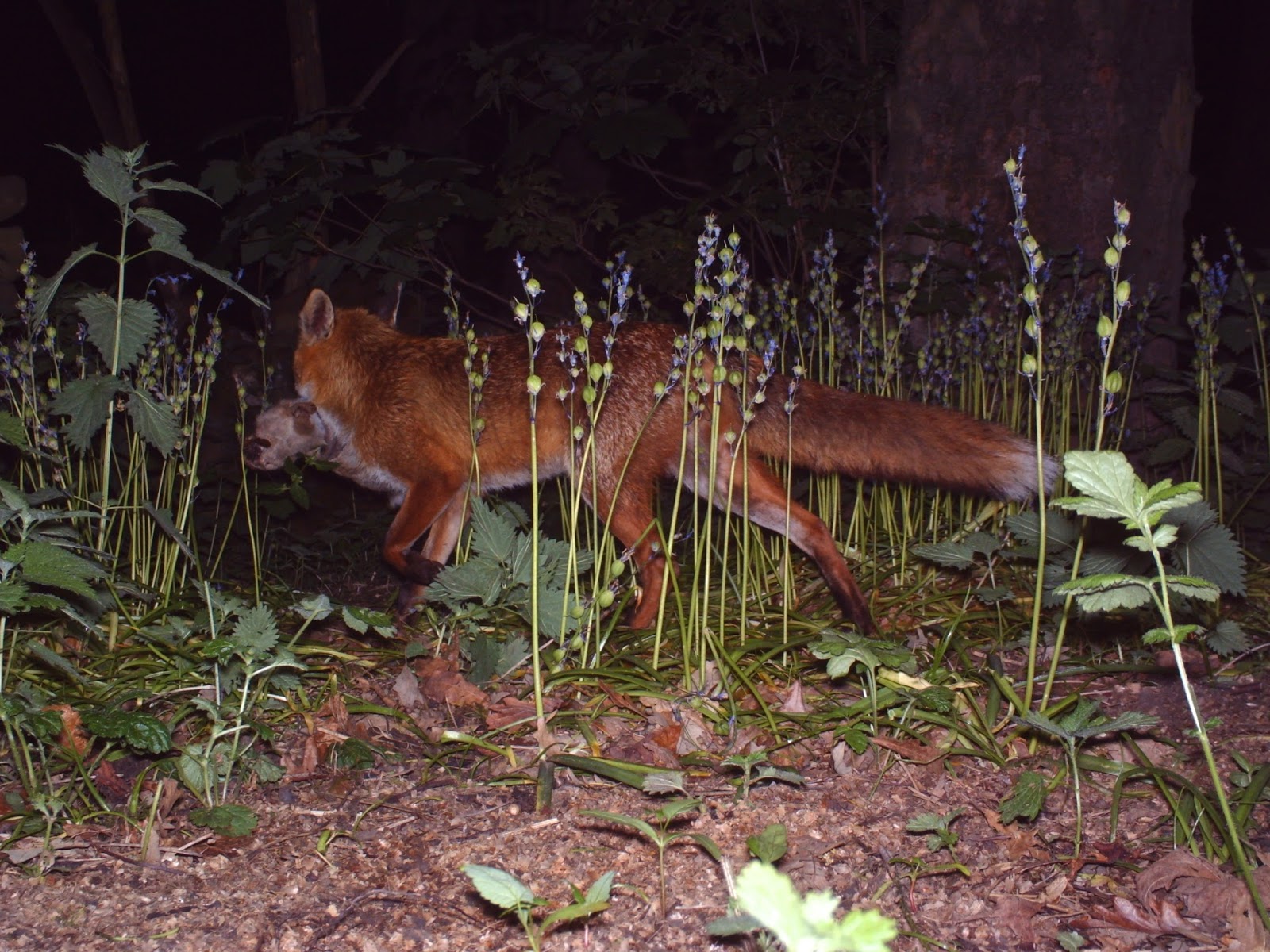 TrogTrogBlog: What do foxes like to eat?