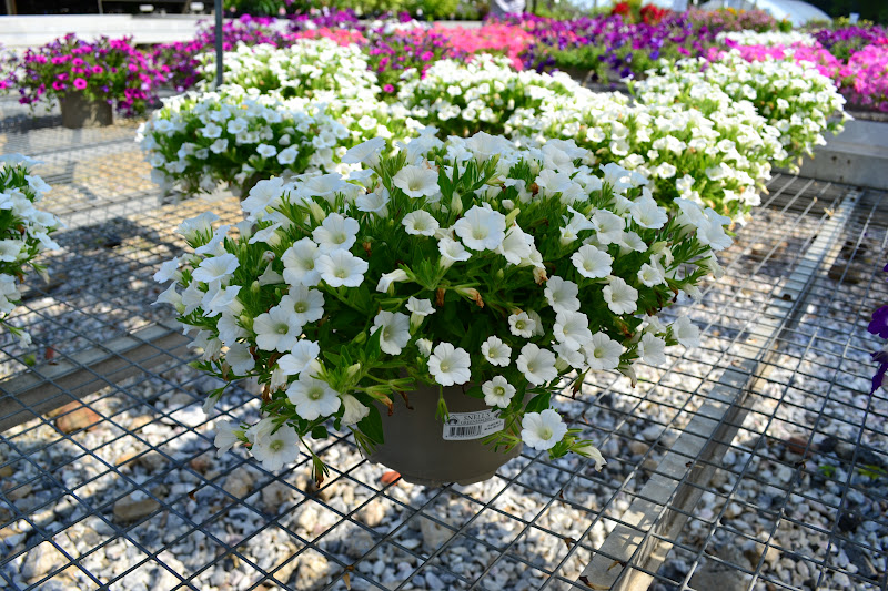 табл вайт. бланкет вайт. табл вайт. петуния бланкет уайт. сурфиния сноу белая.