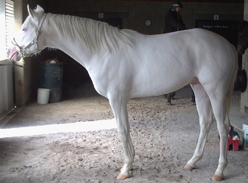 Albino Horse