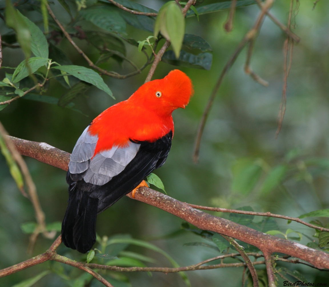 Andean Cock