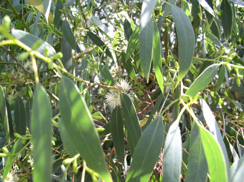 eucalyptus gunnii arrosage eucalyptus en pot Lifecoach